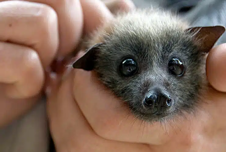 Où sont les chauves-souris ?